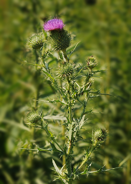 Bull thistle