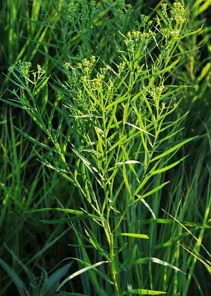 Grass-leaved goldenrod