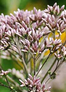 Spotted Joe-pye weed-1