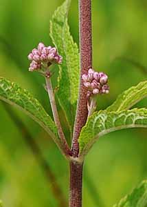 Spotted Joe-pye weed-2