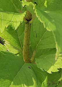 Spotted Joe-pye weed-3