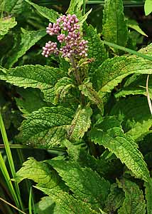 Spotted Joe-pye weed-4