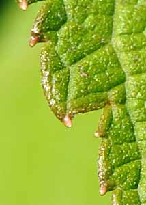 Spotted Joe-pye weed-2