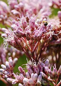 Spotted Joe-pye weed-3