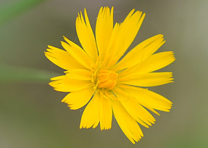 Twoflower Dwarfdandelion