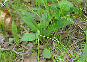 Twoflower Dwarfdandelion