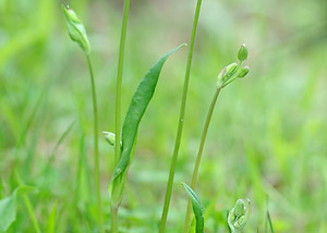 Twoflower Dwarfdandelion