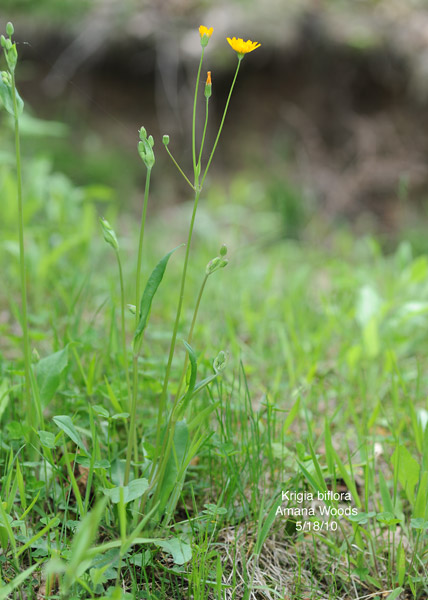 Twoflower Dwarfdandelion