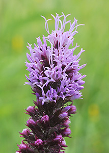 Prairie blazing star-1