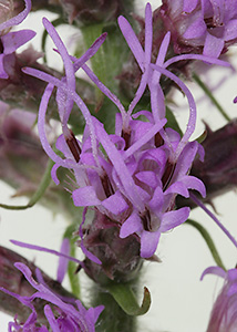 Prairie blazing star-3