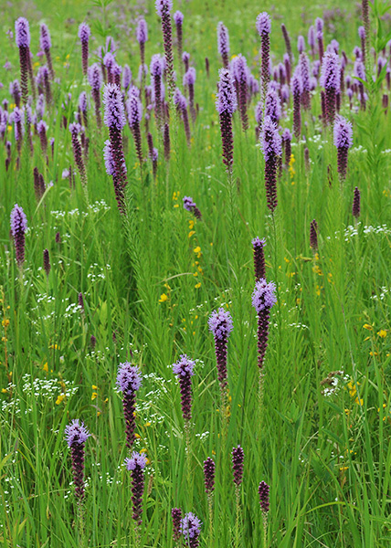 Prairie blazing star