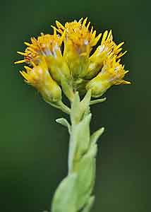 Stiff Goldenrod-1