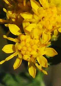 Stiff Goldenrod-2