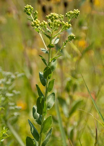 Stiff Goldenrod