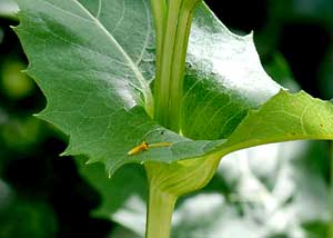 Cup plant