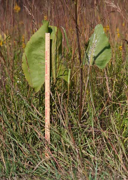 Prairie Dock