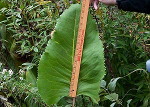 Prairie Dock