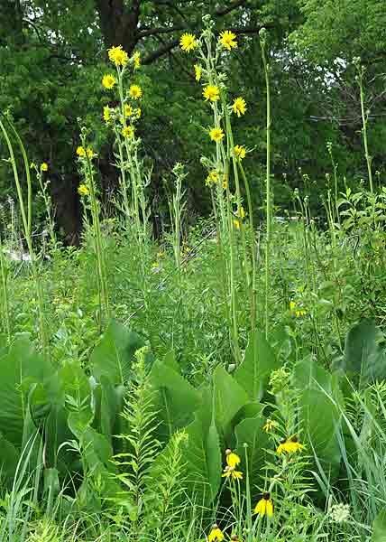 Prairie Dock