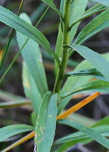 Tall Goldenrod-2