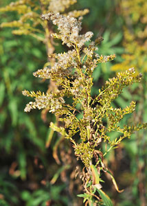 Tall Goldenrod-35