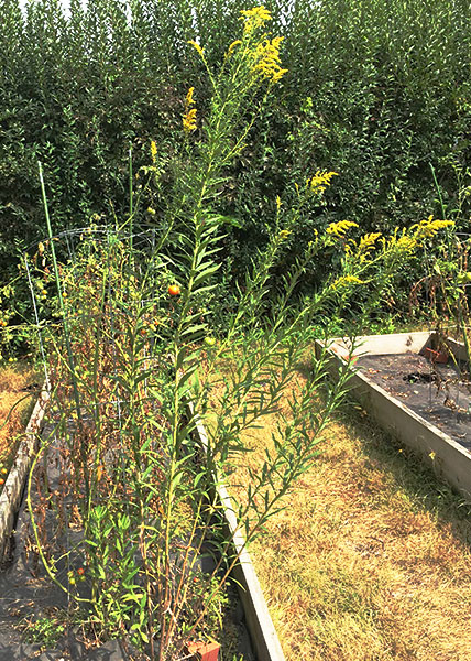 Tall Goldenrod