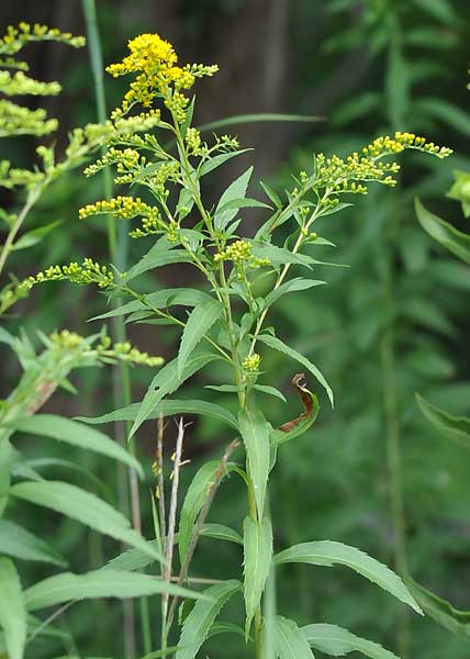 Canada Goldenrod