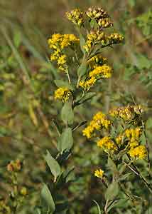 Stiff Goldenrod-1