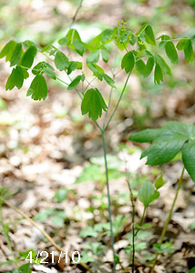 Blue Cohosh-1