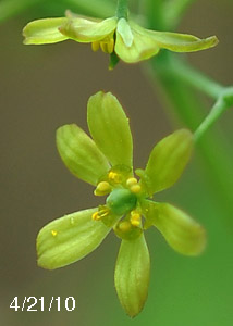 Blue Cohosh-2