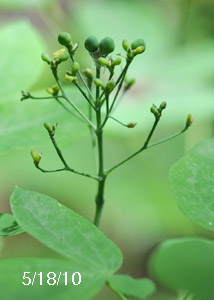 Blue Cohosh-3