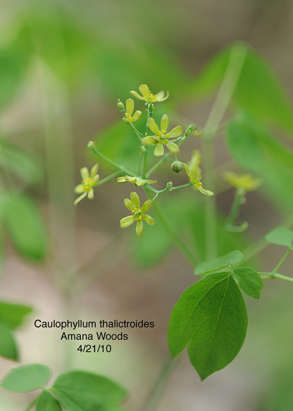 Blue Cohosh