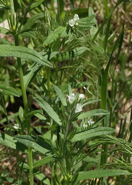 Corn gromwell