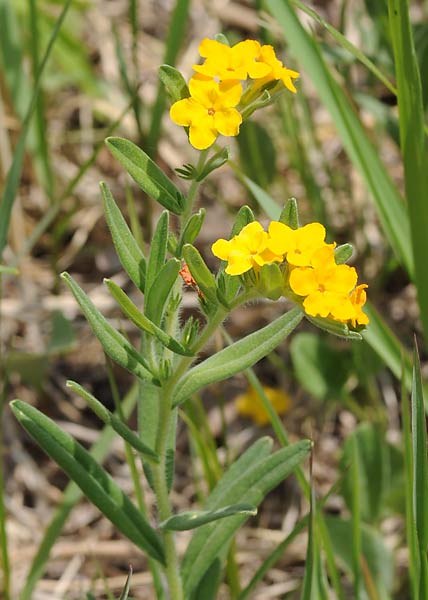 Hoary puccoon