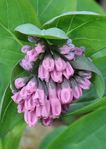 Virginia bluebells-1