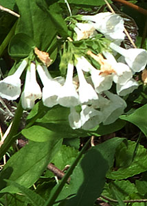 Virginia bluebells-10