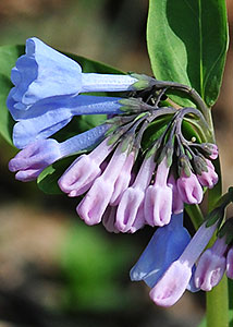 Virginia bluebells-2