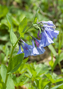 Virginia bluebells-3