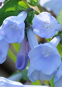 Virginia bluebells-4