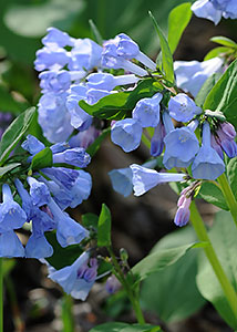 Virginia bluebells-9