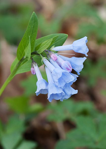 Virginia bluebells