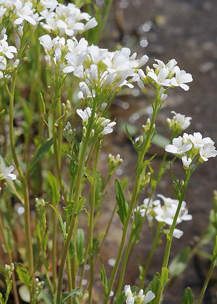 Bulbous bittercress