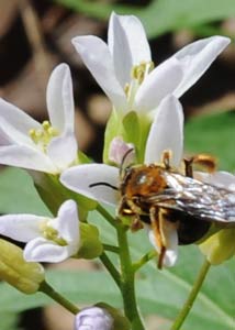 Cutleaf toothwort-1