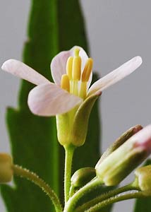 Cutleaf toothwort-2