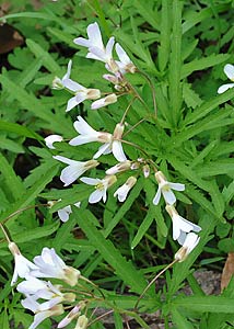 Cutleaf toothwort-6