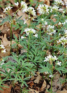 Cutleaf toothwort-7