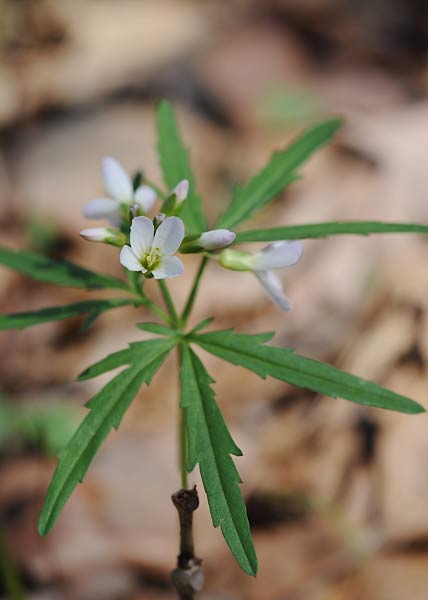 Cutleaf toothwort