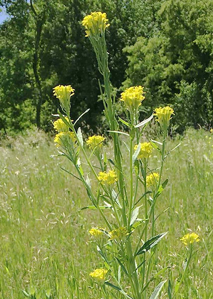 European wallflower