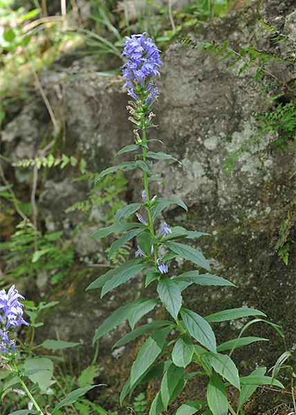 great blue lobelia