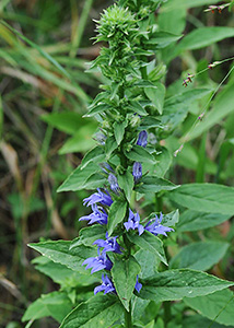 great blue lobelia-1