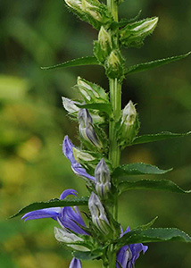 great blue lobelia-2